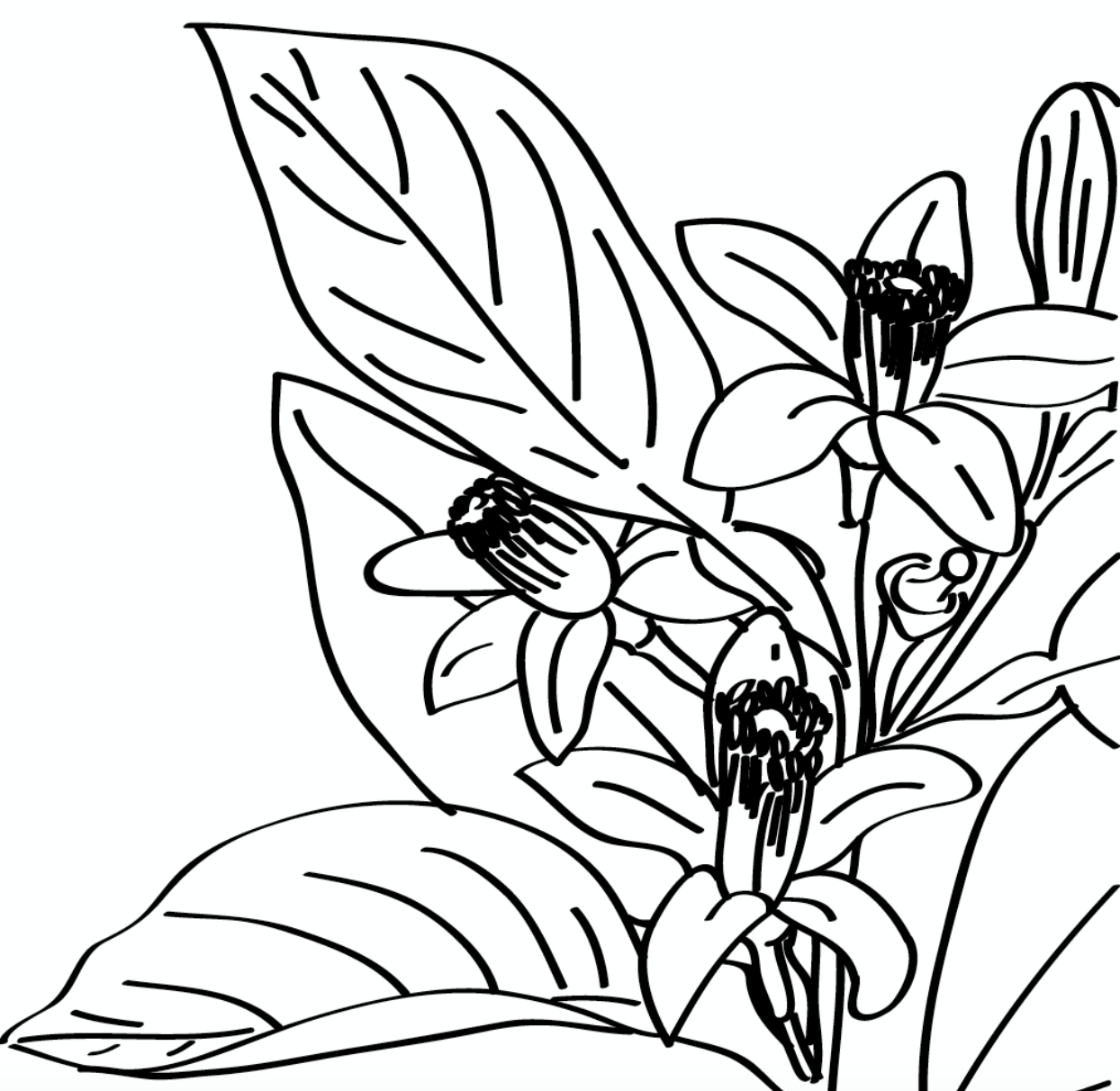 Flore Coloriage