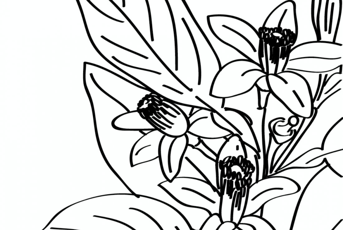 Vignette de la médiation La flore en coloriage