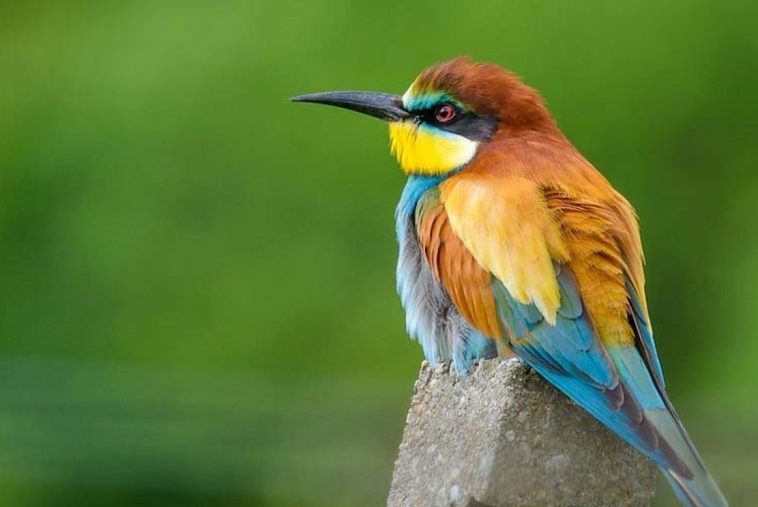 Vignette de la médiation Les oiseaux, champions de la diversité