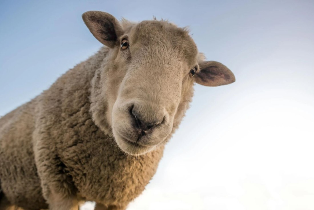 Vignette de la médiation Tonte des moutons